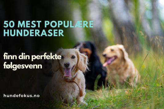 50 mest populære hunderaser