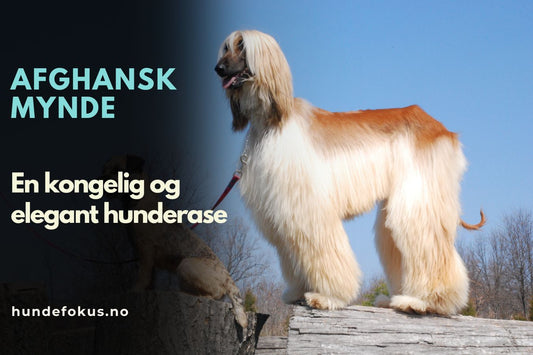 Afghansk Mynde
