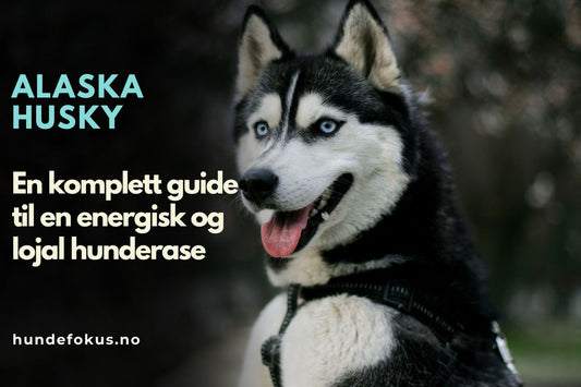 Alaska husky