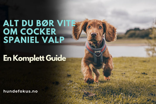 Alt du bør vite om Cocker Spaniel valp