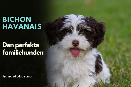 Bichon Havanais