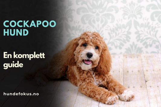 Cockapoo