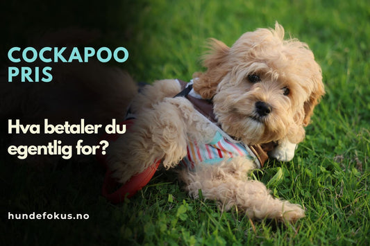 Cockapoo pris
