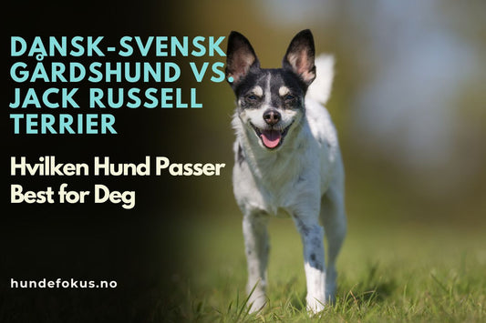 Dansk-Svensk Gårdshund vs. Jack Russell Terrier