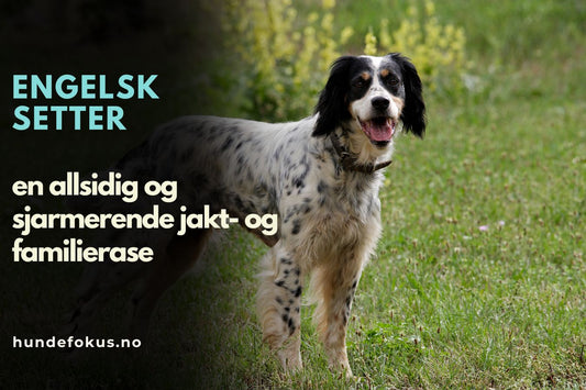 Engelsk setter