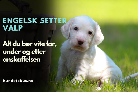 Engelsk setter valp