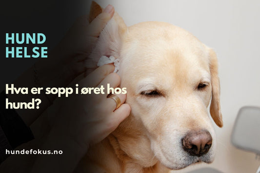 Hva er sopp i øret hos hund