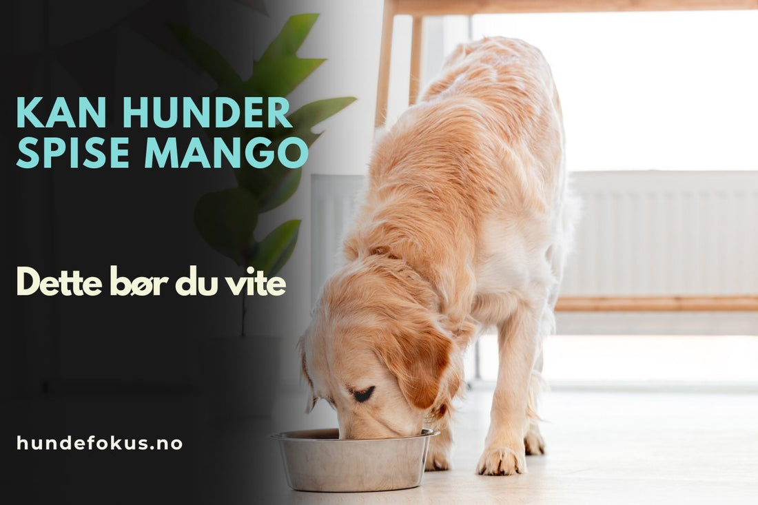 Kan hunder spise mango