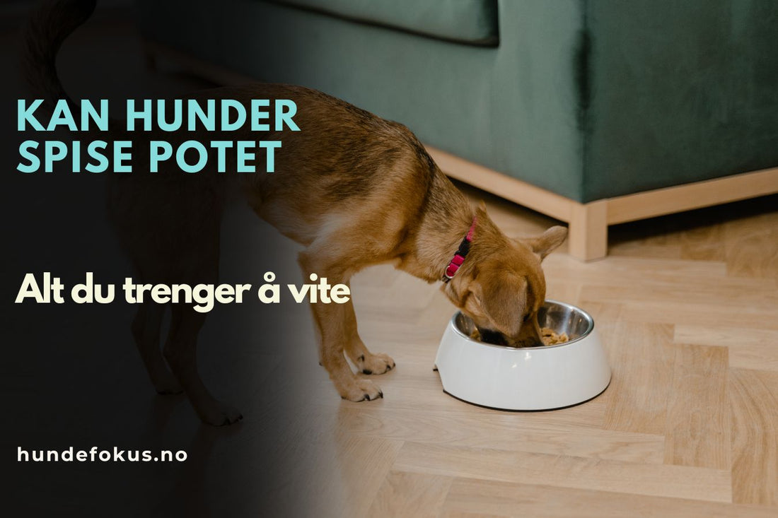 Kan hunder spise potet
