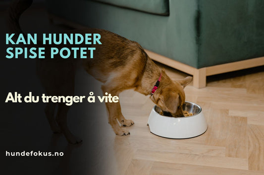 Kan hunder spise potet