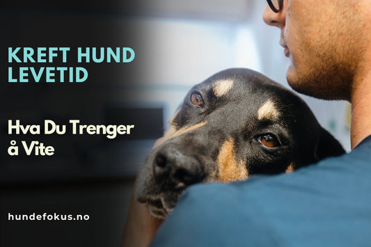 Kreft Hund Levetid