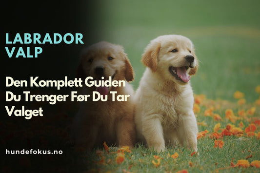 Labrador Valp