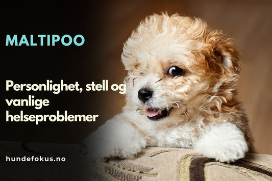 Maltipoo