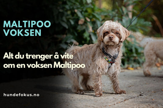 Maltipoo Voksen