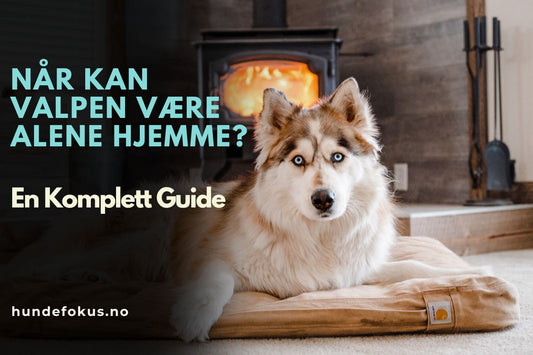 Når Kan Valpen Være Alene Hjemme en Arbeidsdag?