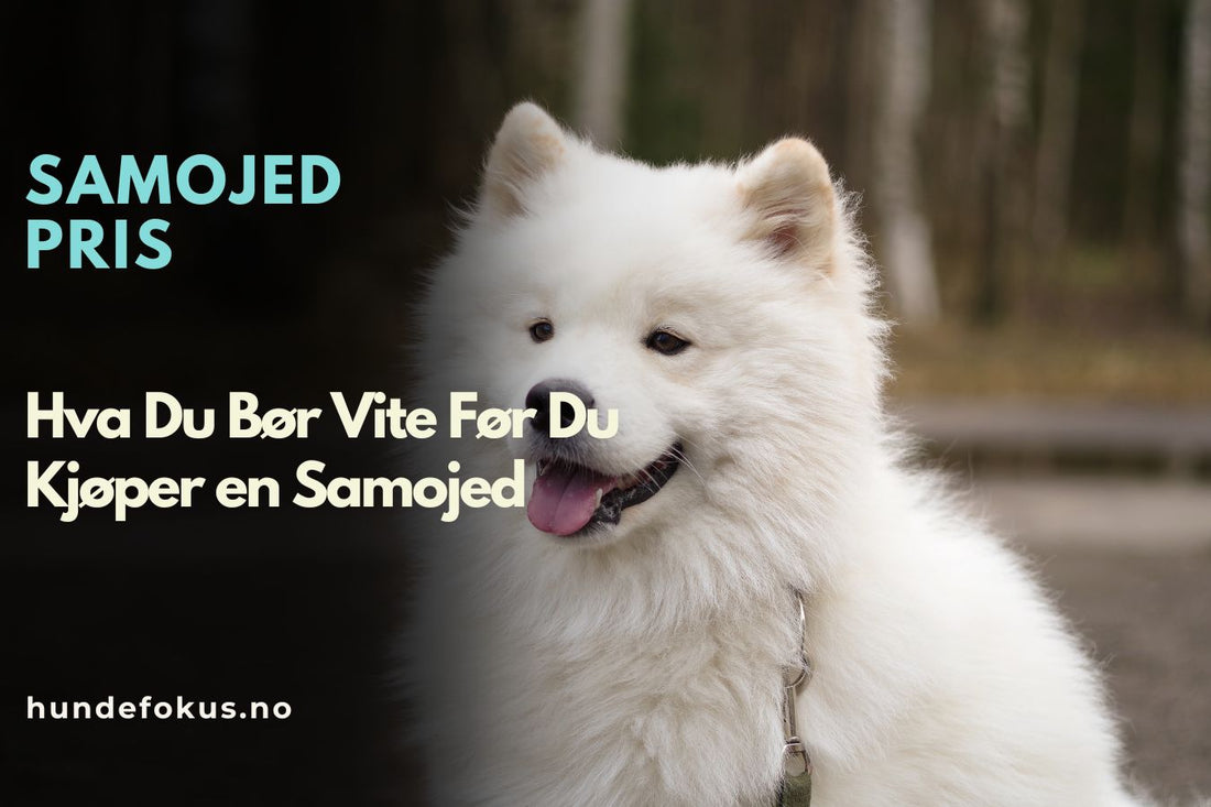 Samojed Pris