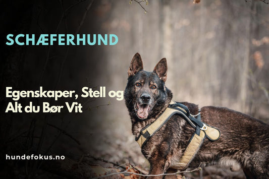 Schæferhund
