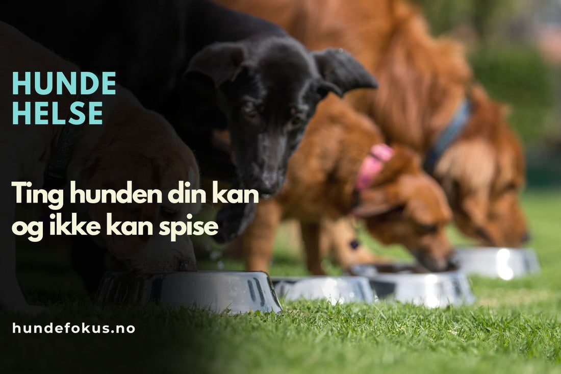 ting hunden din kan og ikke kan spise