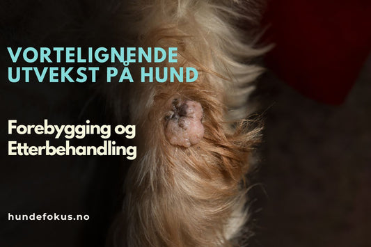 Vortelignende Utvekst på Hund