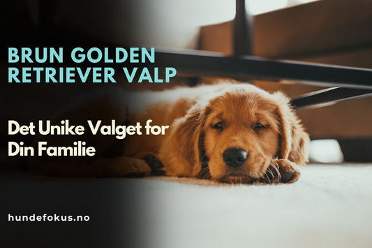 Brun Golden Retriever Valp