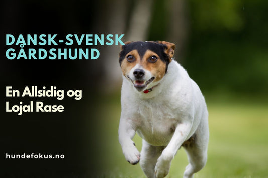 Dansk-Svensk Gårdshund
