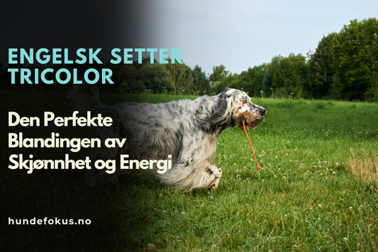 Engelsk Setter tricolor – Den Perfekte Blandingen av Skjønnhet og Energi