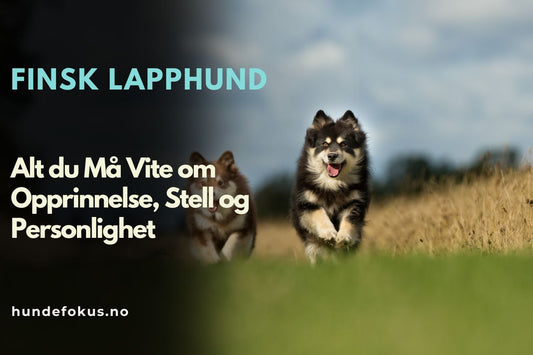 Finsk Lapphund
