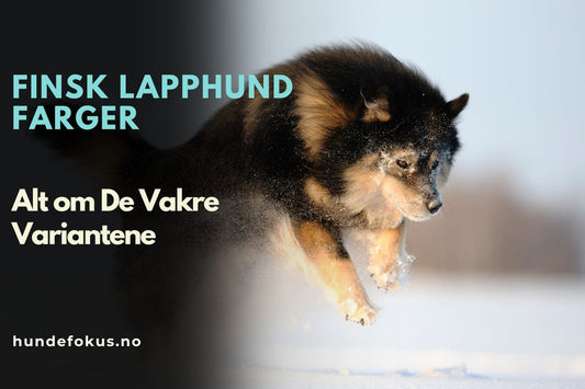Finsk Lapphund Farger