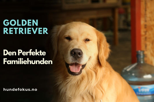 Golden Retriever