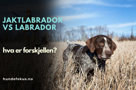 Jaktlabrador vs labrador