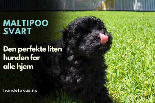 Maltipoo Svart