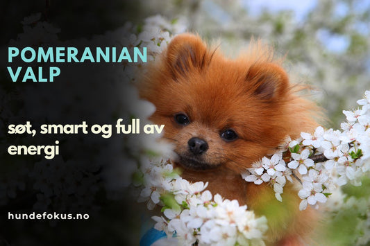 Pomeranian valp