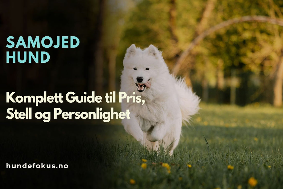 Samojed hund