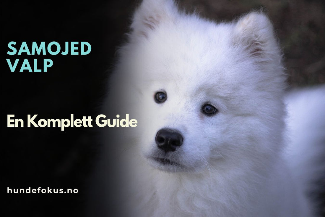 Samojed Valp