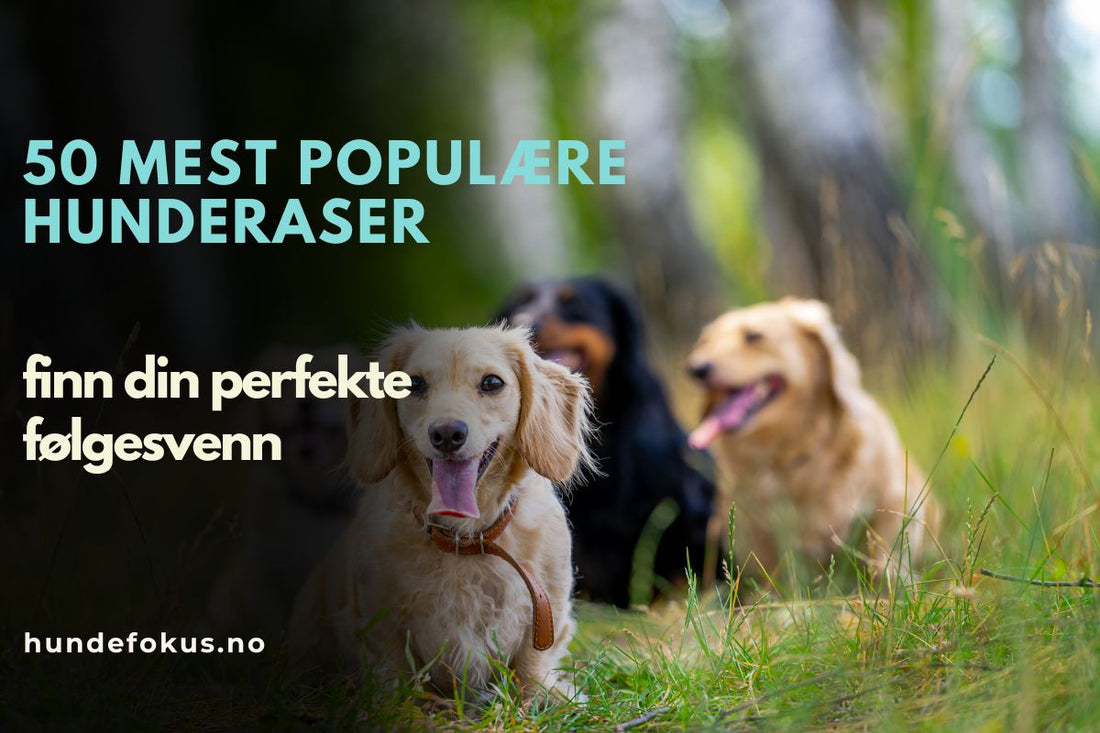 50 mest populære hunderaser
