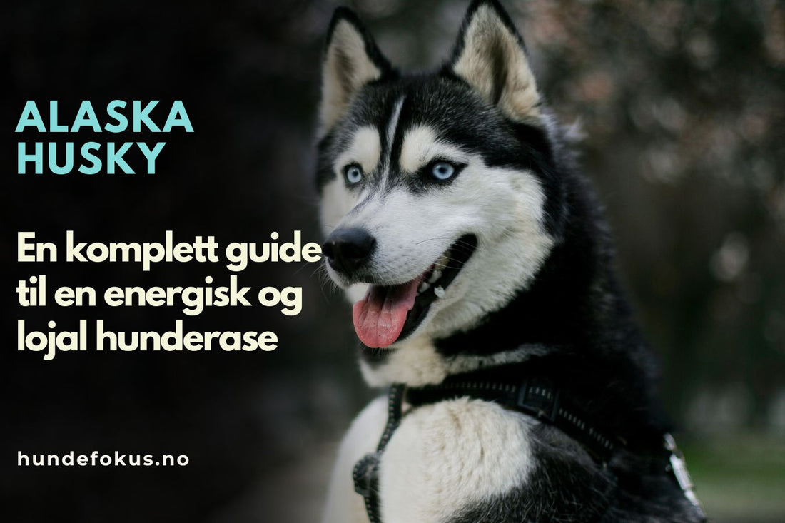 Alaska husky 