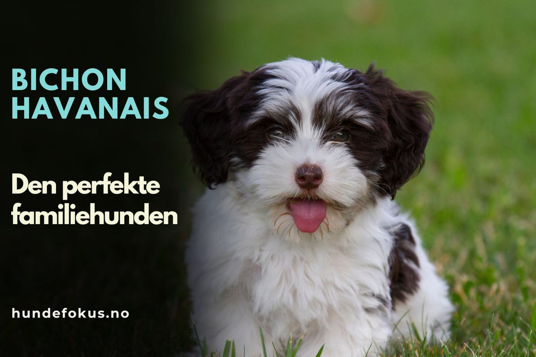 Bichon Havanais