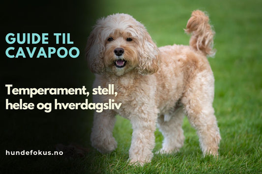 Cavapoo hund