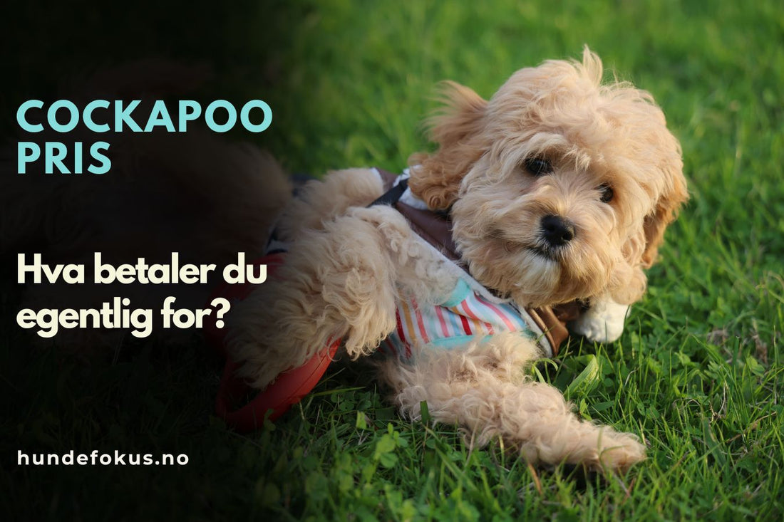 Cockapoo pris