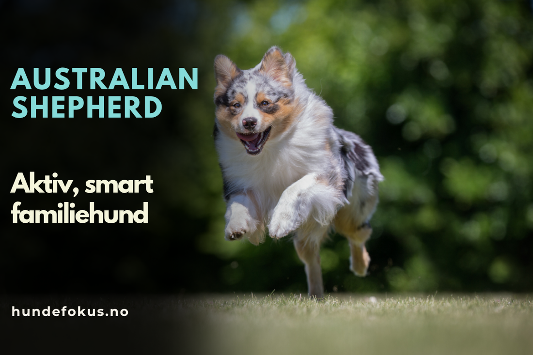 Australian Shepherd – energisk og lojal