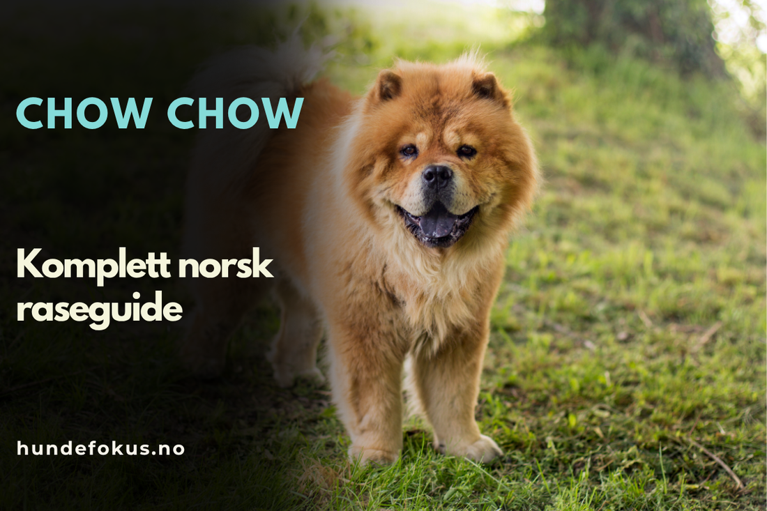 Chow chow
