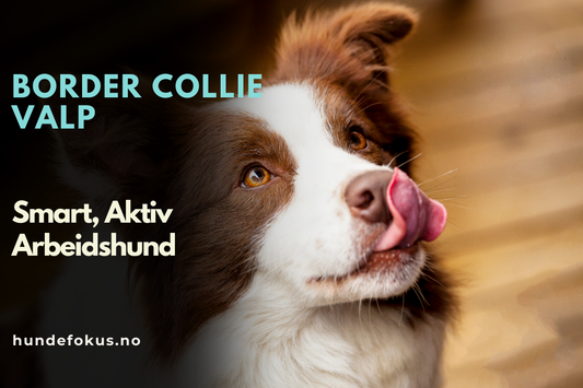 Border Collie Valp