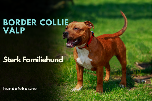 Staffordshire Bull Terrier Valp