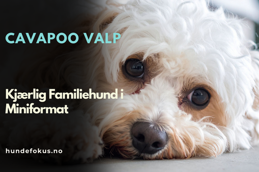 Cavapoo Valp