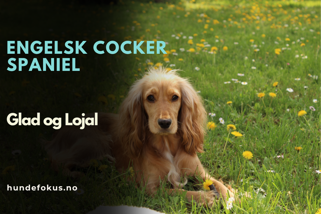 Engelsk Cocker Spaniel