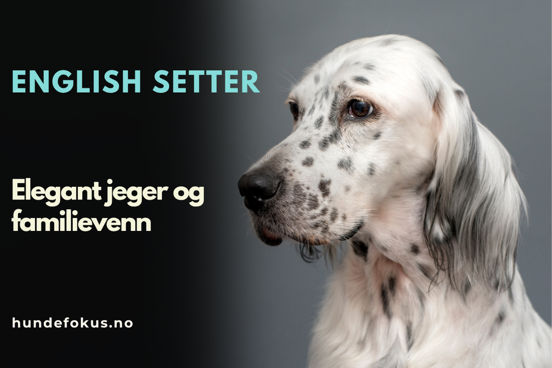 English setter