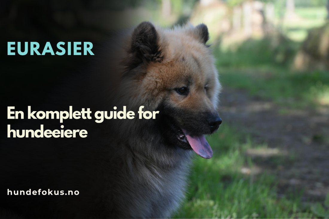 Eurasier