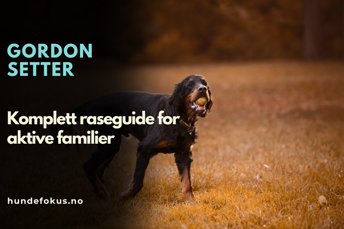 Gordon Setter