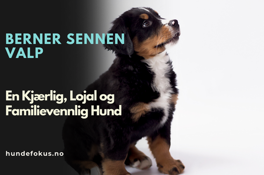 Berner Sennen Valp 