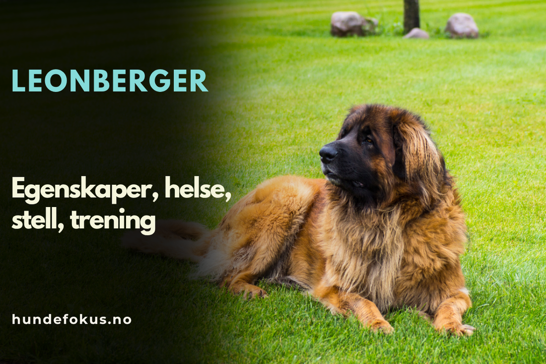 Leonberger